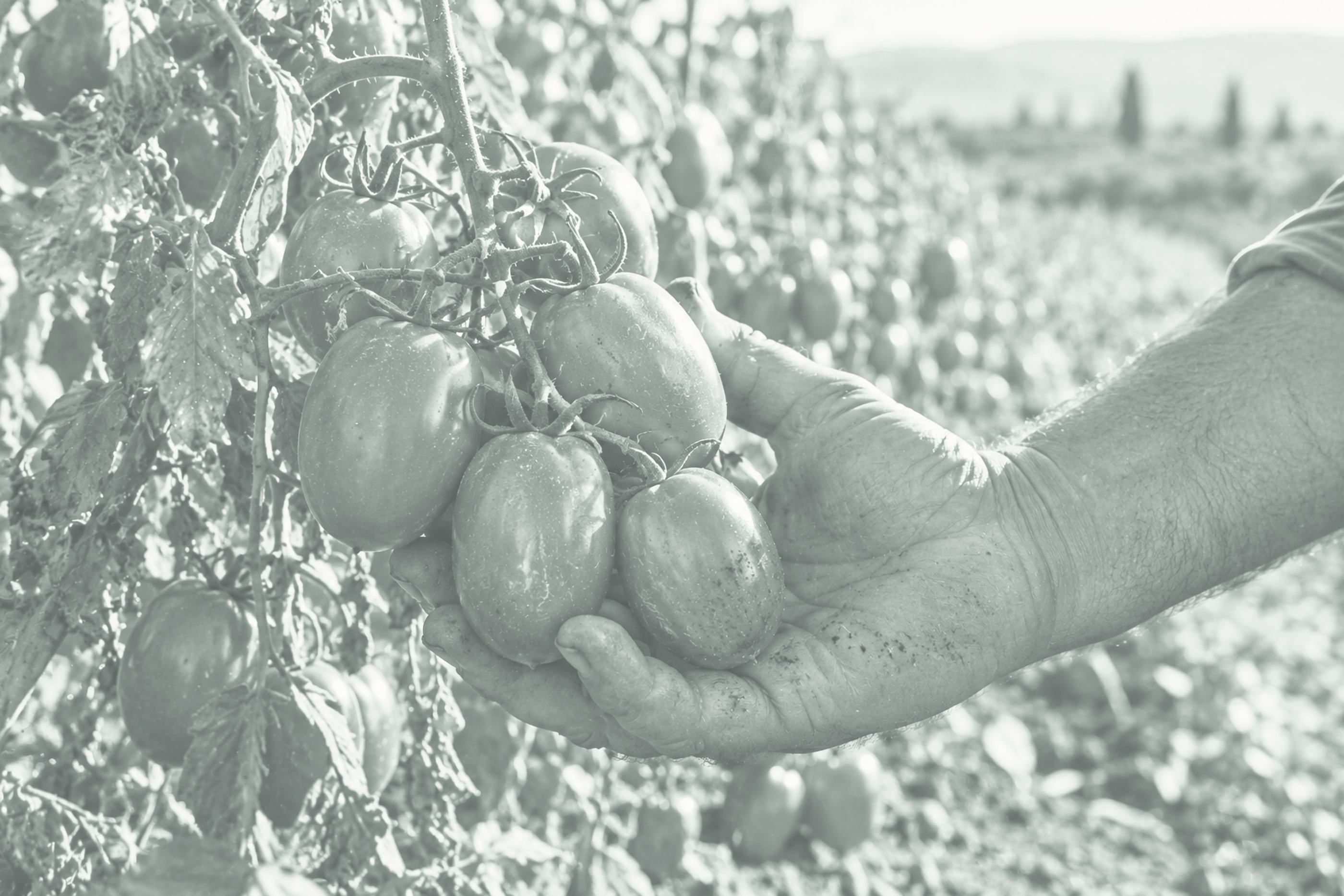 Mano de agricultor sosteniendo un racimo de tomates en la planta
